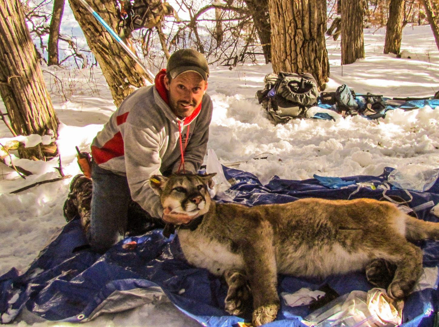 our-work-with-cougars-bodhi-wildlife-conservation-specialists