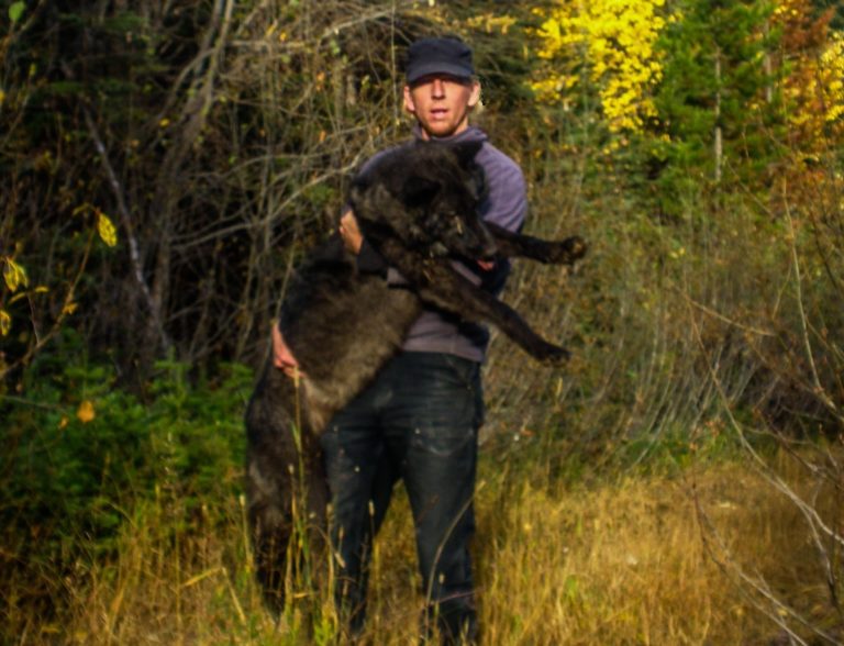 OUR WORK WITH WOLVES Bodhi Wildlife Conservation Specialists