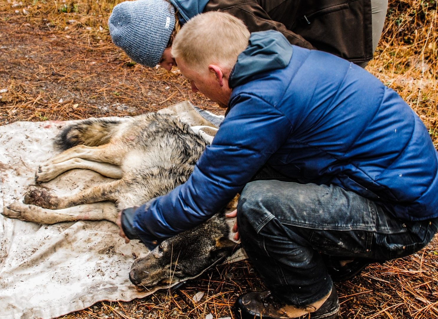 OUR WORK WITH WOLVES Bodhi Wildlife Conservation Specialists